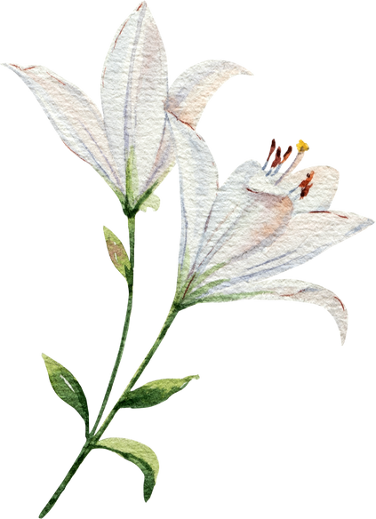 Lily flower. Watercolor floral illustration.