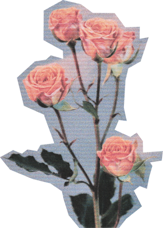 Scanned Cutout Roses