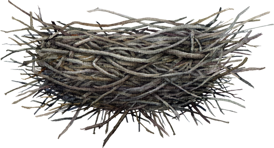 Bird nest made of sticks and branches illustration